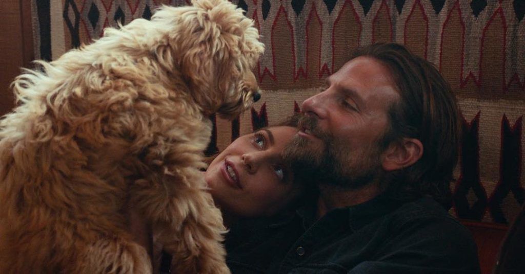 Bradley Cooper kutyája díjat nyert a Csillag születikért
