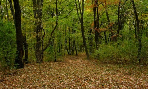12.600 hektárnyi terület újraerdősítésére készül idén a Romsilva