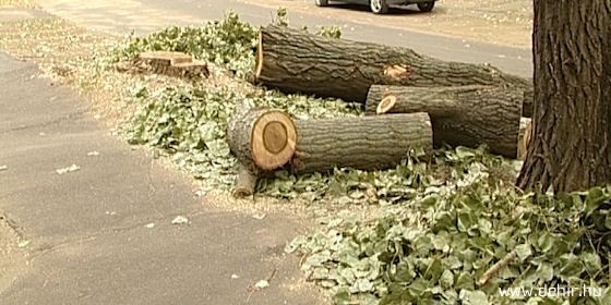 Büntetik a városban az illegális fakivágásokat