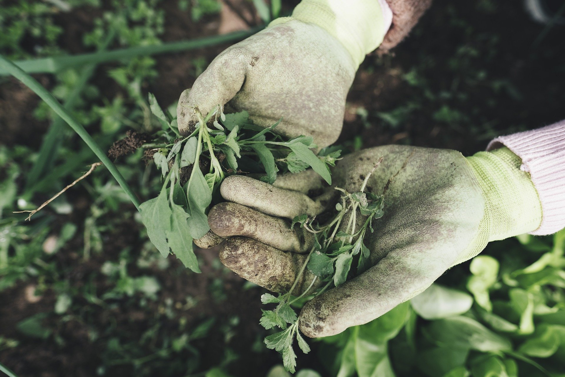 Kis pénzért dolgoznak az idénymunkások Európa farmjain