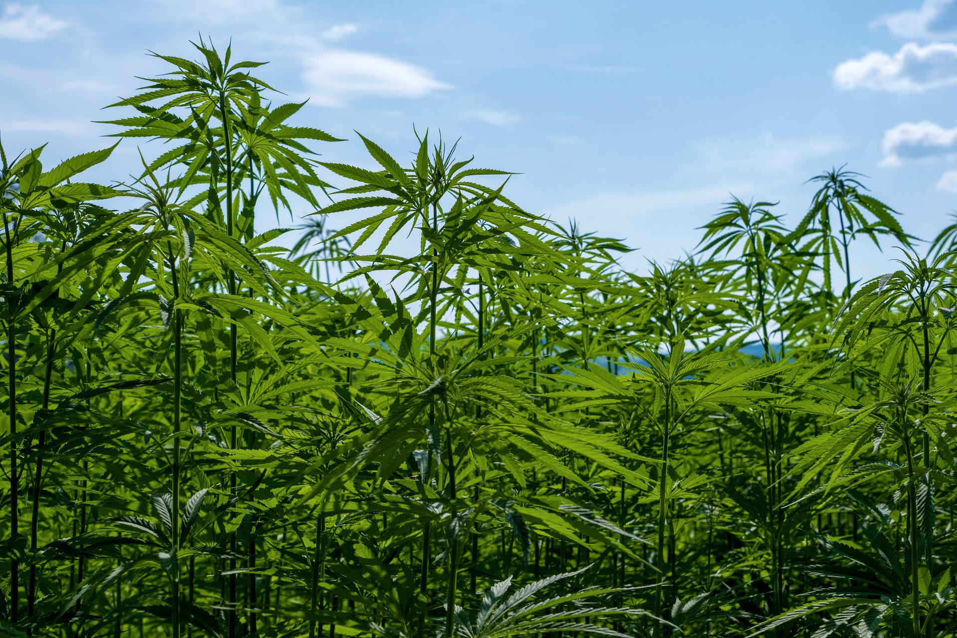 A CIA legújabb értékelése szerint egyre több kannabiszt termesztenek Romániában