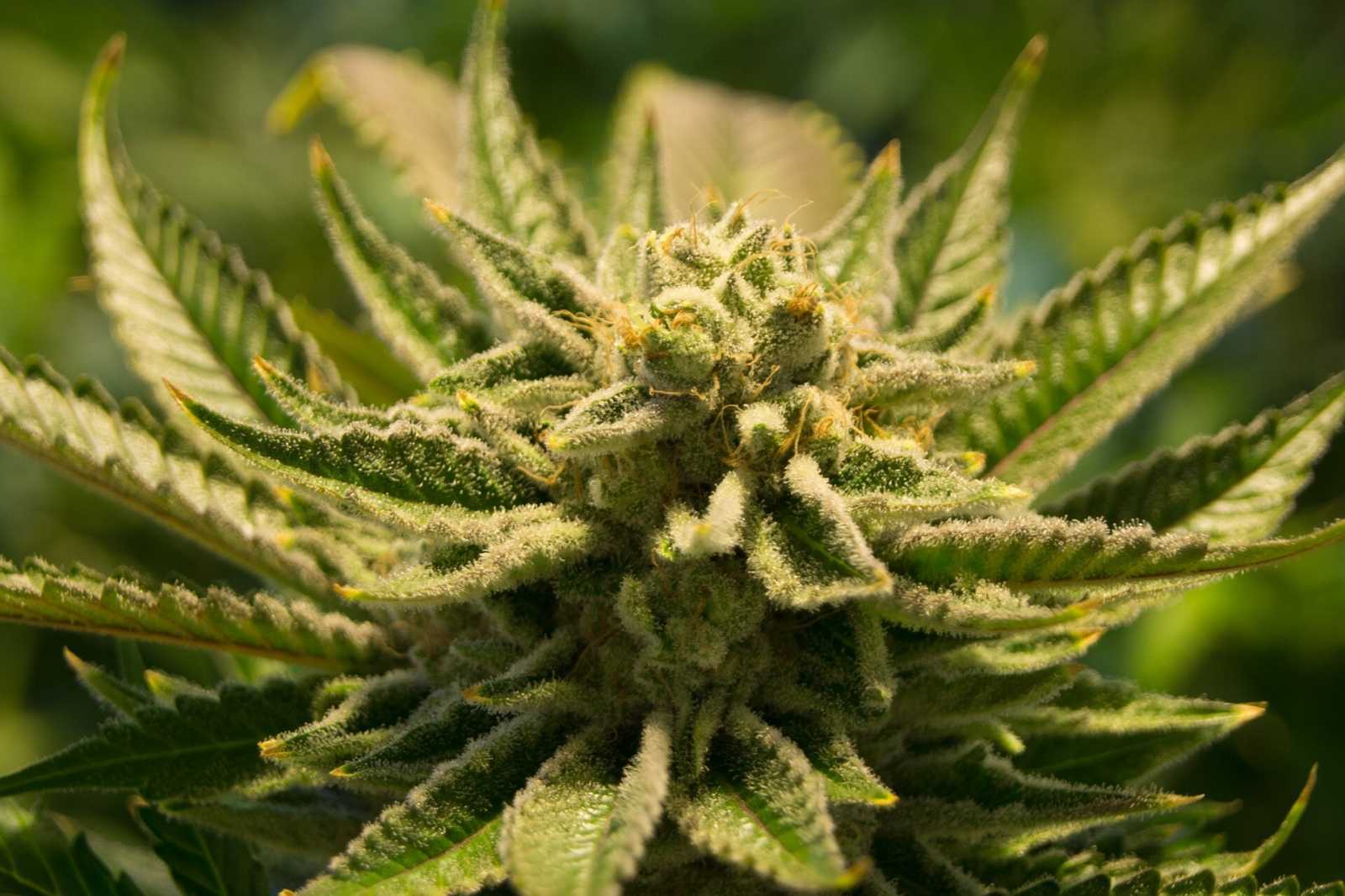 Egy friss felmérés szerint a romániaiak többsége hallani sem akar a könnyű drogok legalizálásáról